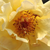 Galben - Trandafir de parc - Postillion ®